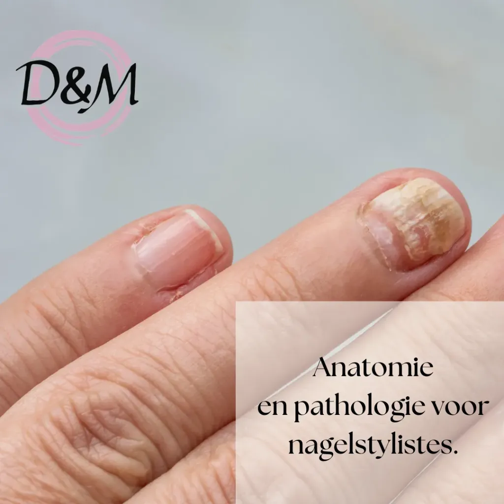 Anatomie & Pathologie voor Nagelstylistes